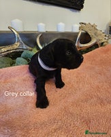 Cockapoo dogs Only 5 Male Cockapoo puppies left - Advert 12