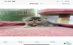 Scottish Fold cats for sale: Lovely kitten Highland delivery only Scotland Xx - Image 11
