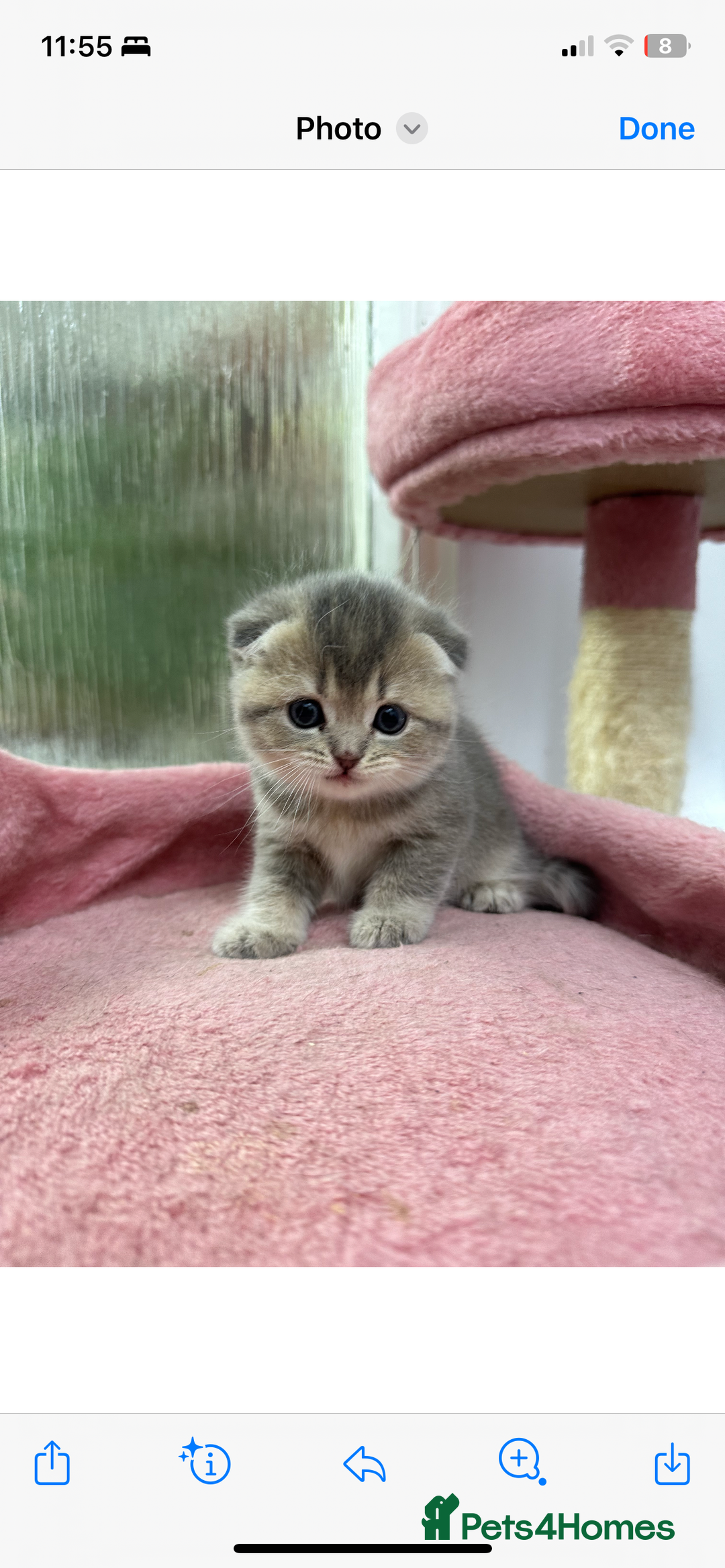 Scottish Fold cats for sale: Lovely kitten Highland delivery only Scotland Xx - Image 11