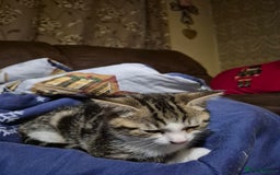 Mixed Breed cats for sale: Tabby male kitten - Image 4