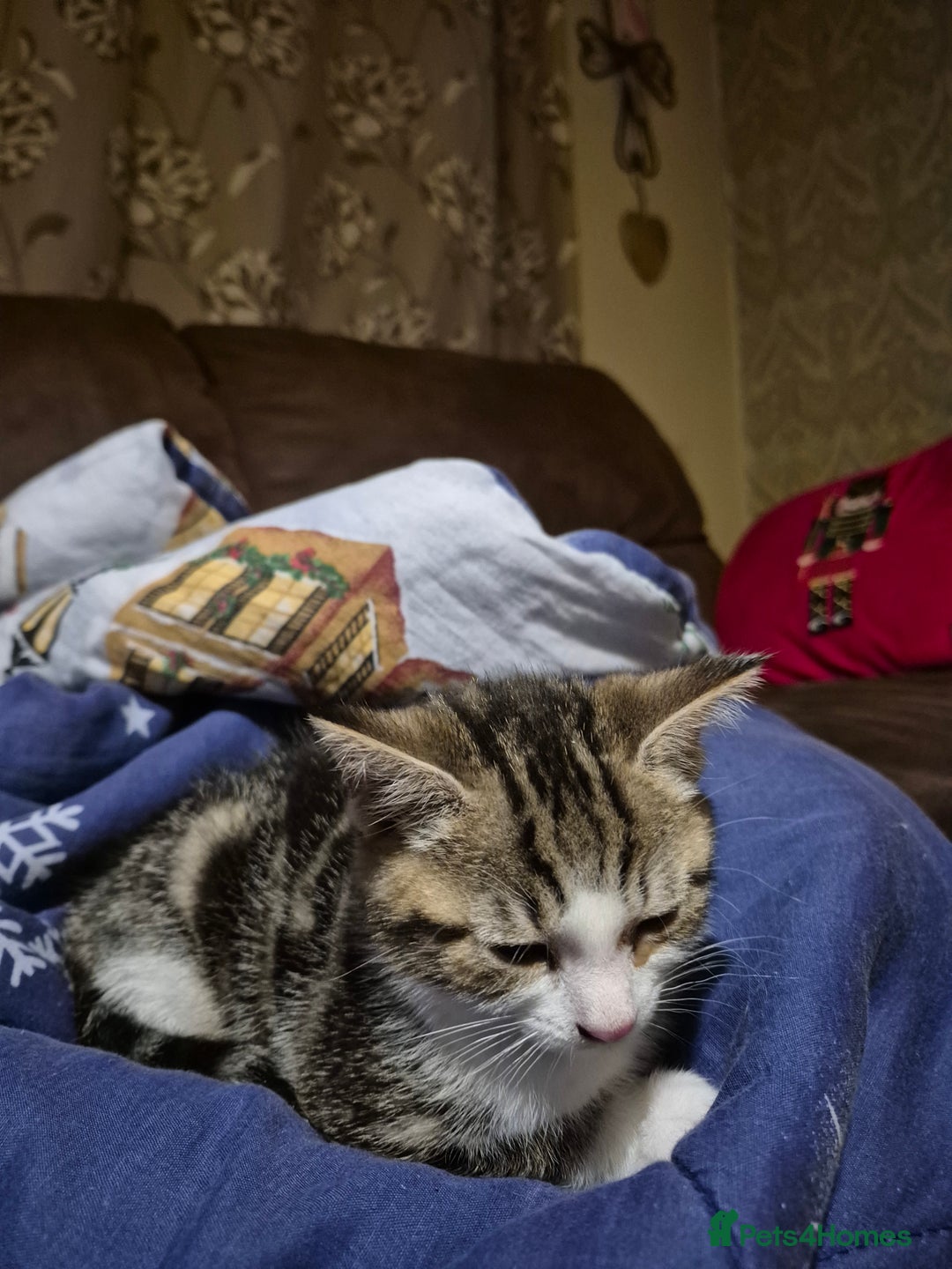 Mixed Breed cats for sale: Tabby male kitten - Image 4