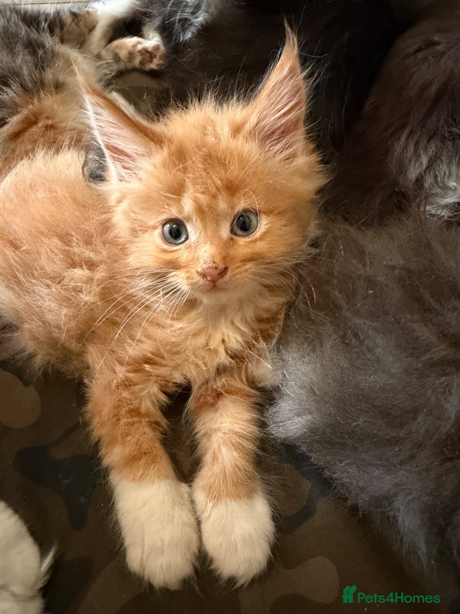 Maine Coon cats Maincoon kittens  - Advert 2