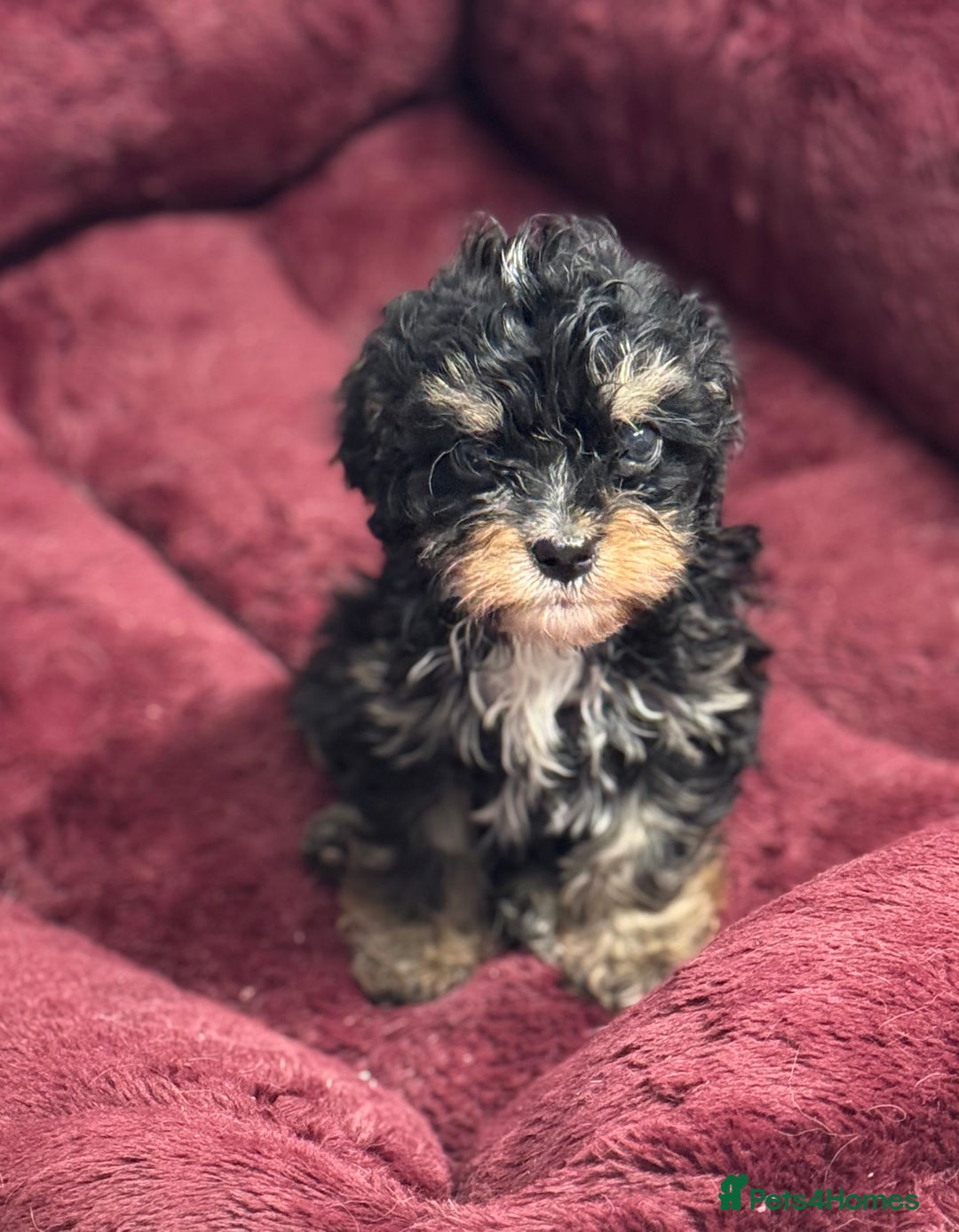 Cavapoo dogs for sale: Cavapoo puppies f1  - Advert 18