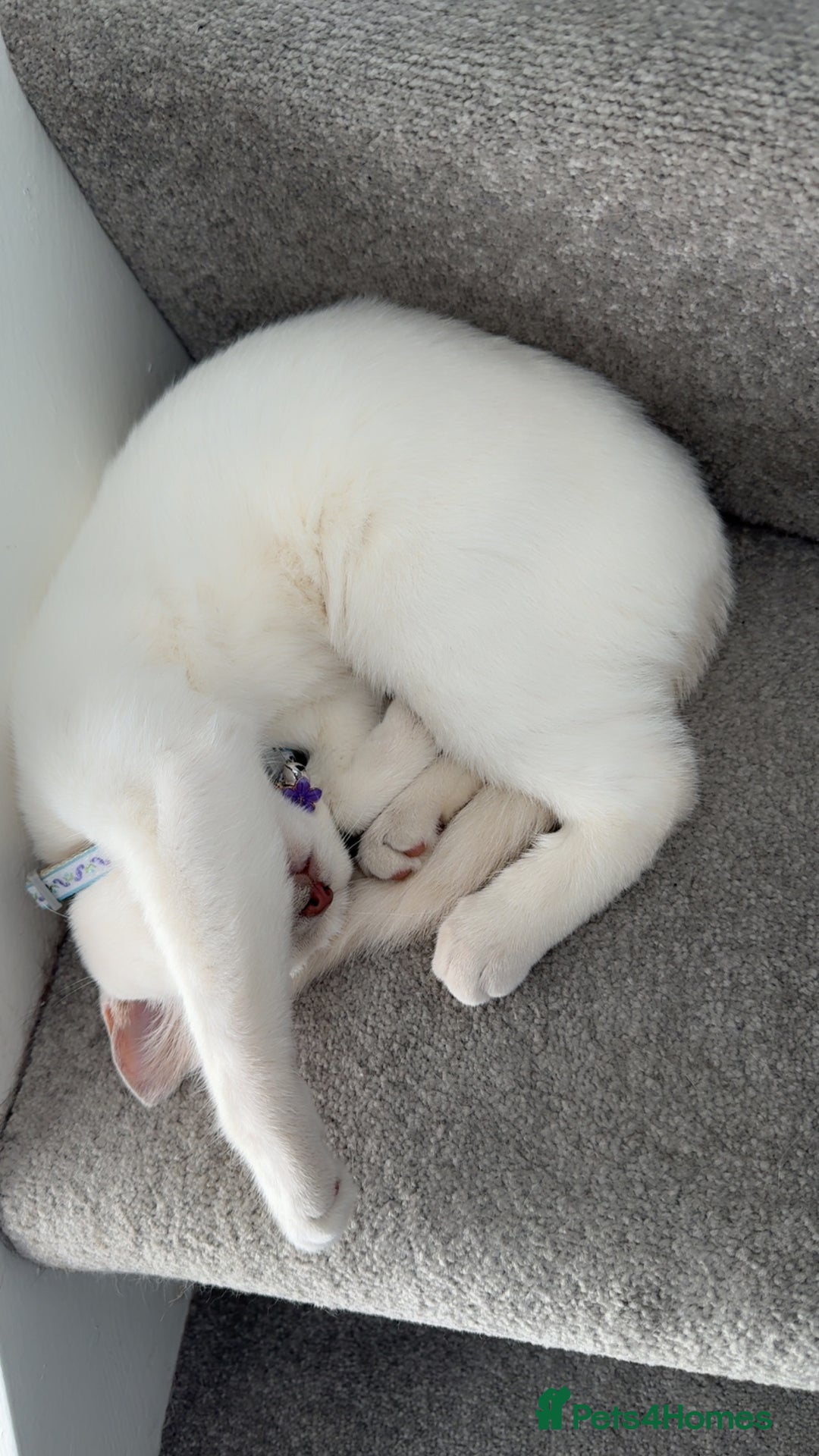 British Shorthair cats for sale: British short hair, Kittens in Greenford - Image 24