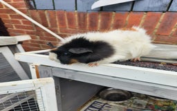 Guinea Pig rodents for sale: female Gunie pig - Image 1