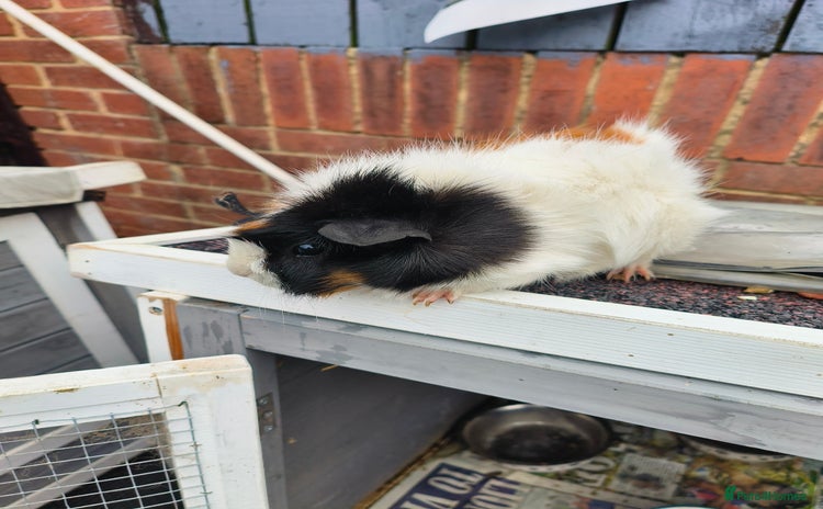 Guinea Pig rodents - Advert 6