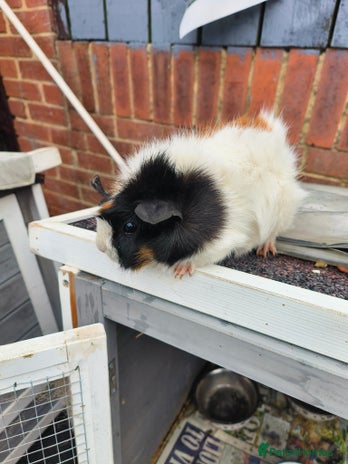Guinea Pig rodents - Advert 13