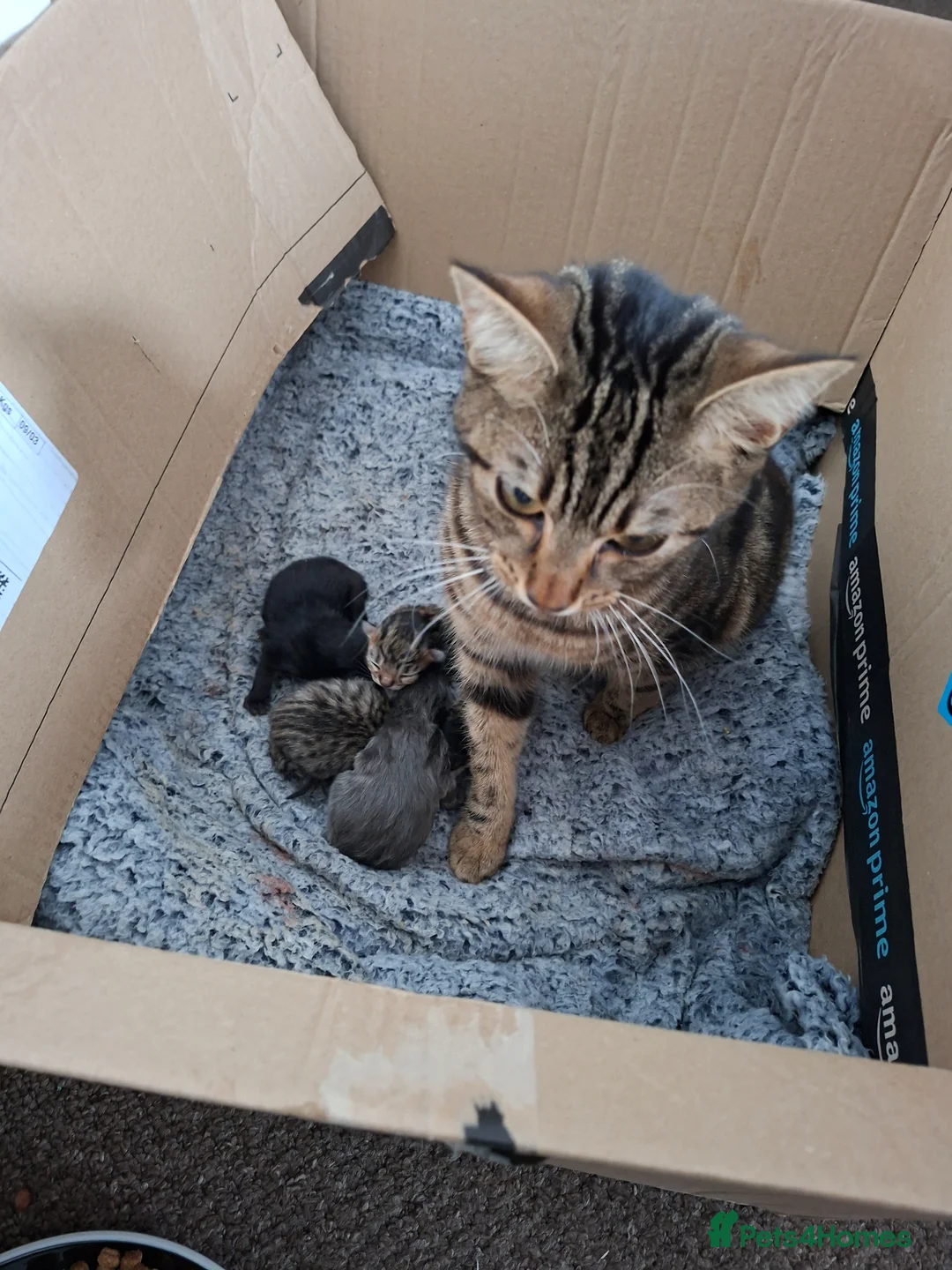 Mixed Breed cats for sale: Grey kitten for sale  - Advert 2