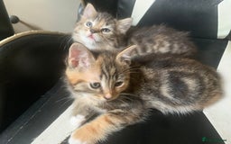 Mixed Breed cats for sale: Two gorgeous kittens for sale. - Image 2