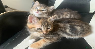 Mixed Breed cats - Advert 9