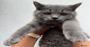 British Shorthair cats - Advert 13