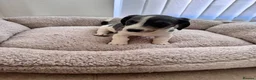 Miniature Dachshund dogs for sale: Miniature dachshund in Manchester - Advert 14