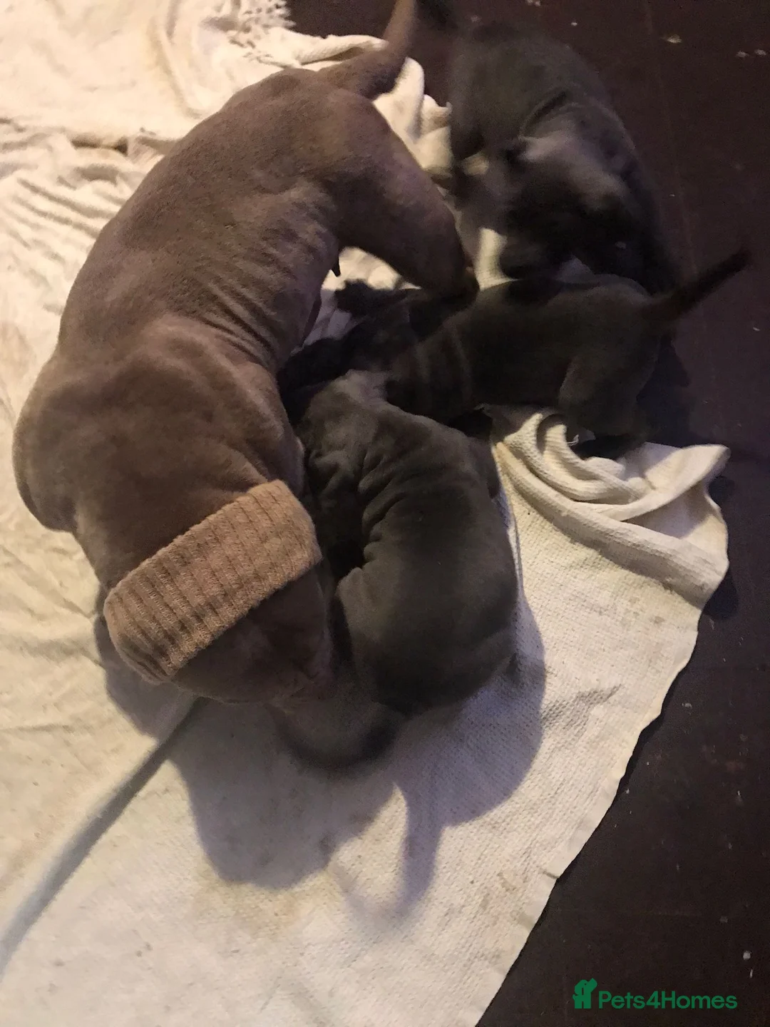 Mixed Breed dogs for sale: Pocket bully / Cane Corso pups  - Advert 12
