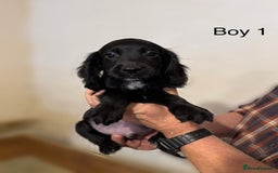 Cocker Spaniel dogs for sale: Beautiful cocker spaniel puppies ready now - Advert 5