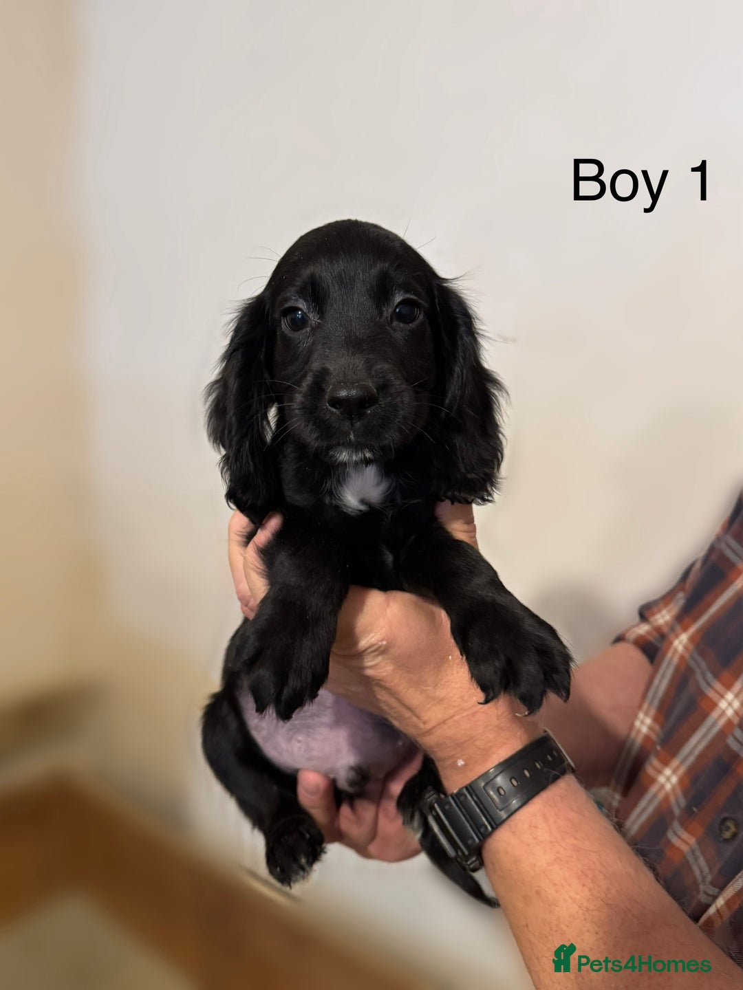 Cocker Spaniel dogs for sale: Beautiful cocker spaniel puppies ready now - Advert 5