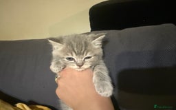Scottish Fold cats for sale: Beautiful Scottish straight cross British shorts😍 - Image 6