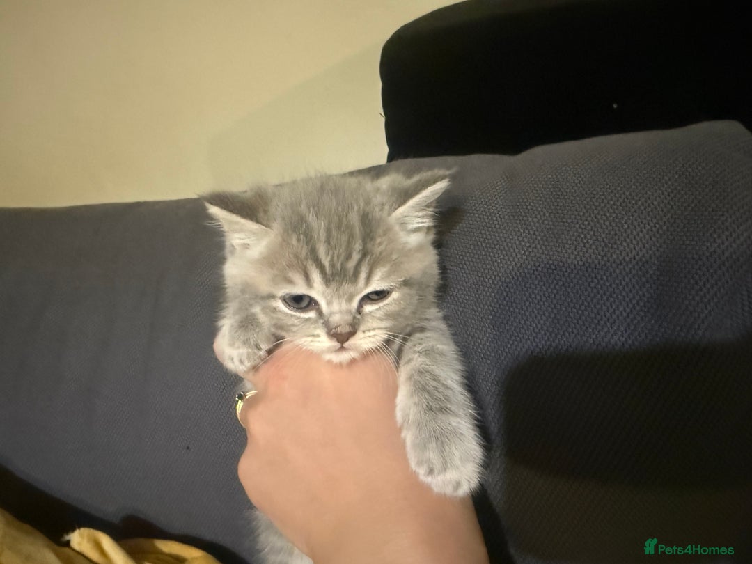 Scottish Fold cats for sale: Beautiful Scottish straight cross British shorts😍 - Image 6