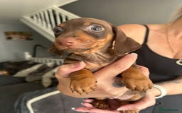 Miniature Dachshund dogs for sale: Beautiful daschund puppies - Image 3