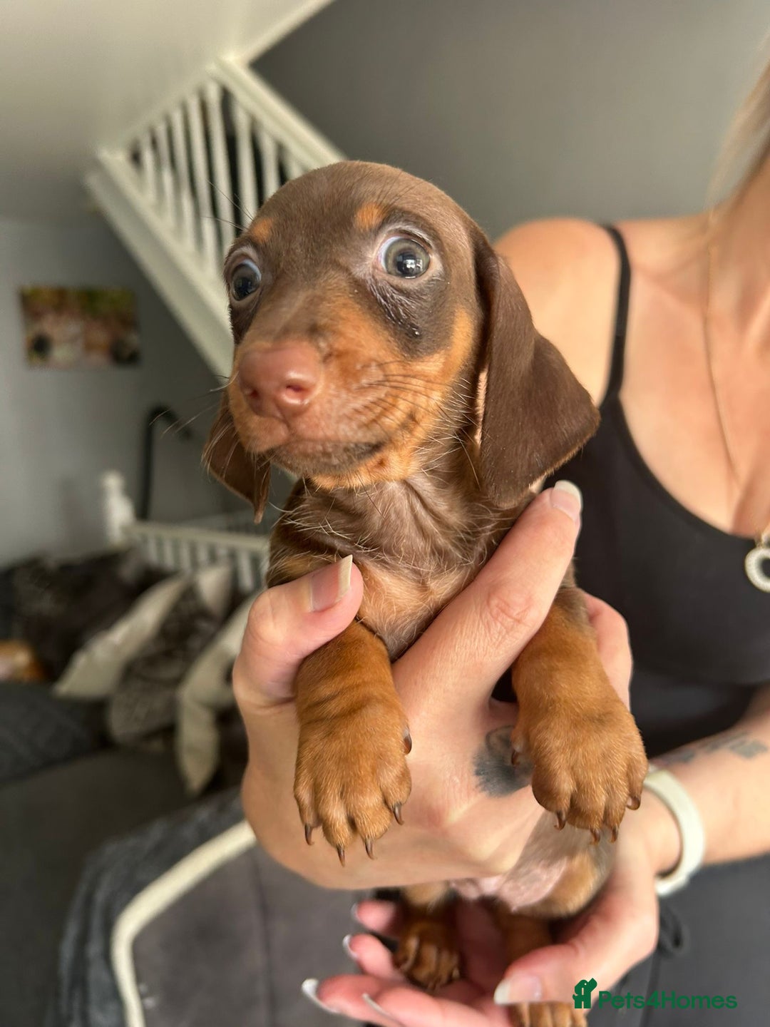 Miniature Dachshund dogs for sale: Beautiful daschund puppies - Image 3