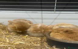 Mini Lop rabbits for sale: Mini lop babies for sale. Ready October 18th - Image 14