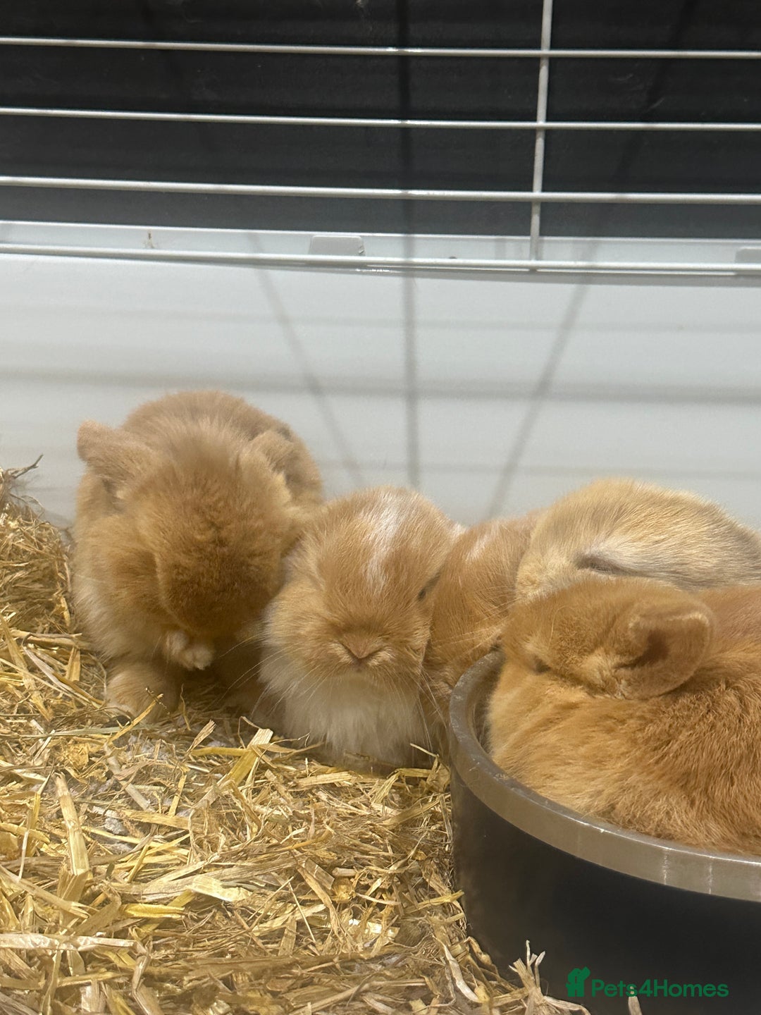 Mini Lop rabbits for sale: Mini lop babies for sale. Ready October 18th - Image 14