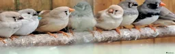 Finches birds for sale: Zebra finch - breeding adult and babies - Advert 9