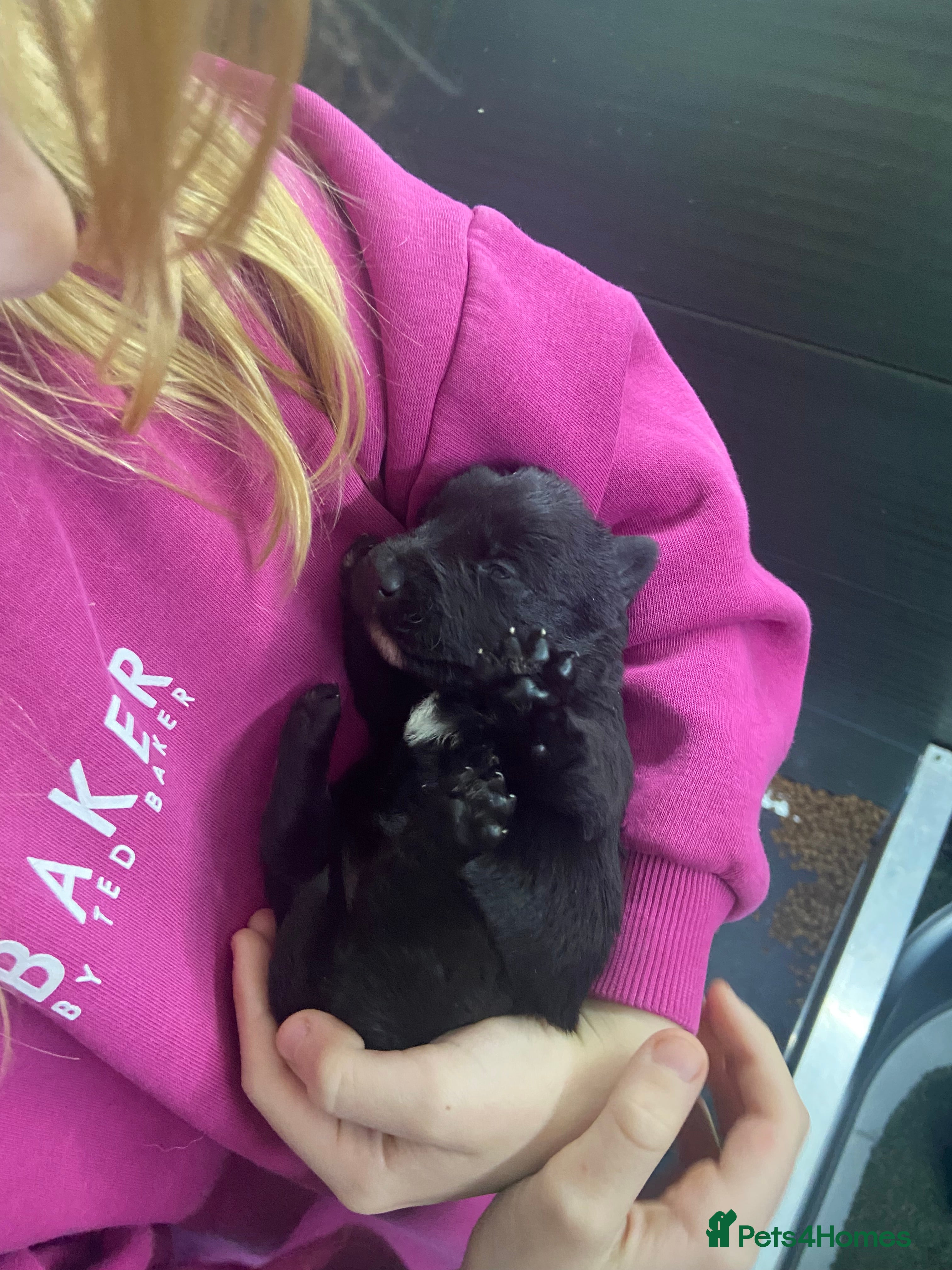 Scottish Terrier dogs Adorable Scottish Terror o Puppies  - Advert 1