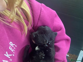 Scottish Terrier dogs Adorable Scottish Terror o Puppies - Advert 2