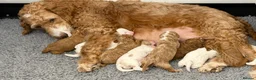 Australian Labradoodle dogs for sale: Stunning Australian Doubledoodle  Pups  - Advert 8