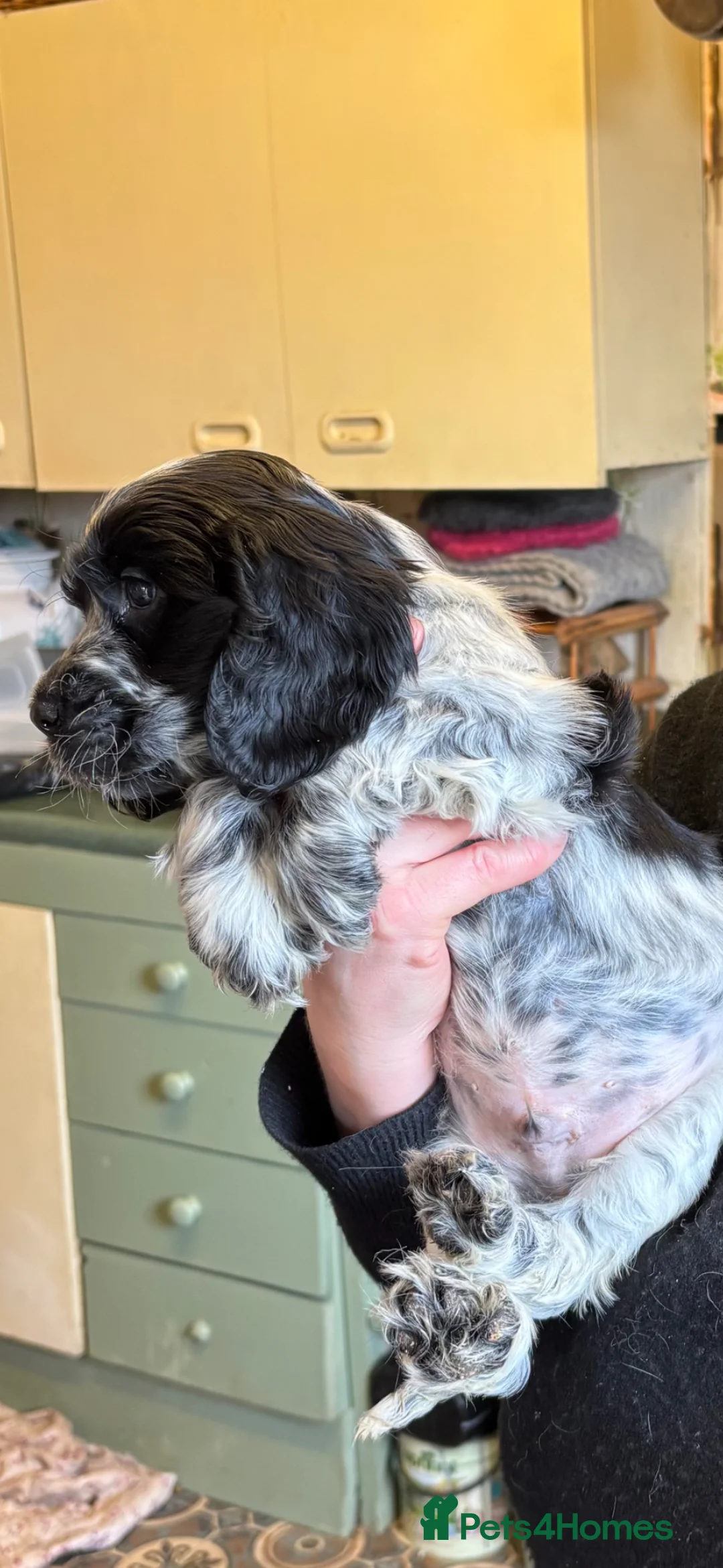 Cocker Spaniel dogs for sale: Show Cocker Spaniel Pups - Advert 2