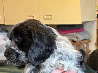 Cocker Spaniel dogs Show Cocker Spaniel Pups - Advert 15