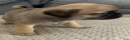 Chug dogs for sale: 5 x stunning chug puppies  - Advert 8