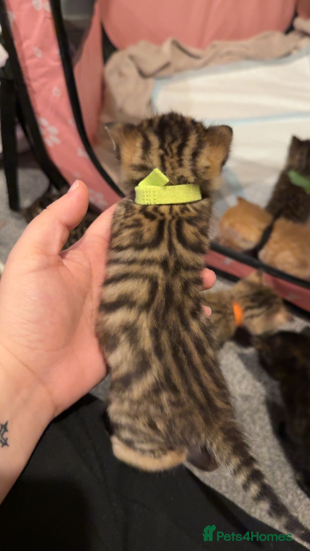 Mixed Breed cats for sale: 9 Mixed Bengal Kittens For Sale - Image 14