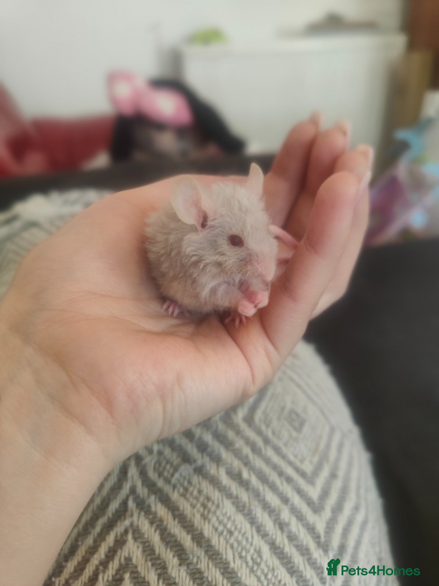 Mouse rodents fancy mice  - Advert 5