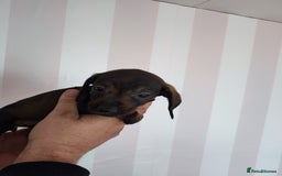 Dachshund dogs for sale: Adorable miniature dachshunds - Image 7