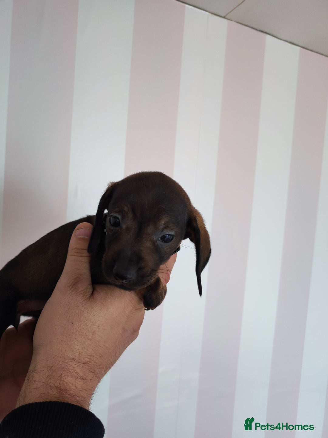 Dachshund dogs for sale: Adorable miniature dachshunds - Image 7