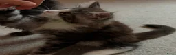 Maine Coon cats for sale: Maine Coon kittens XXL - Advert 2
