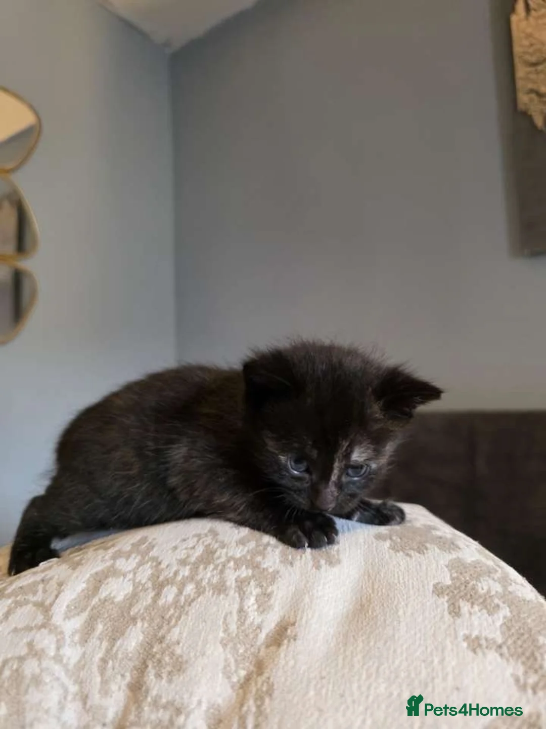 Mixed Breed cats for sale: Beautiful ginger kittens for SALE in Bradford - Advert 2