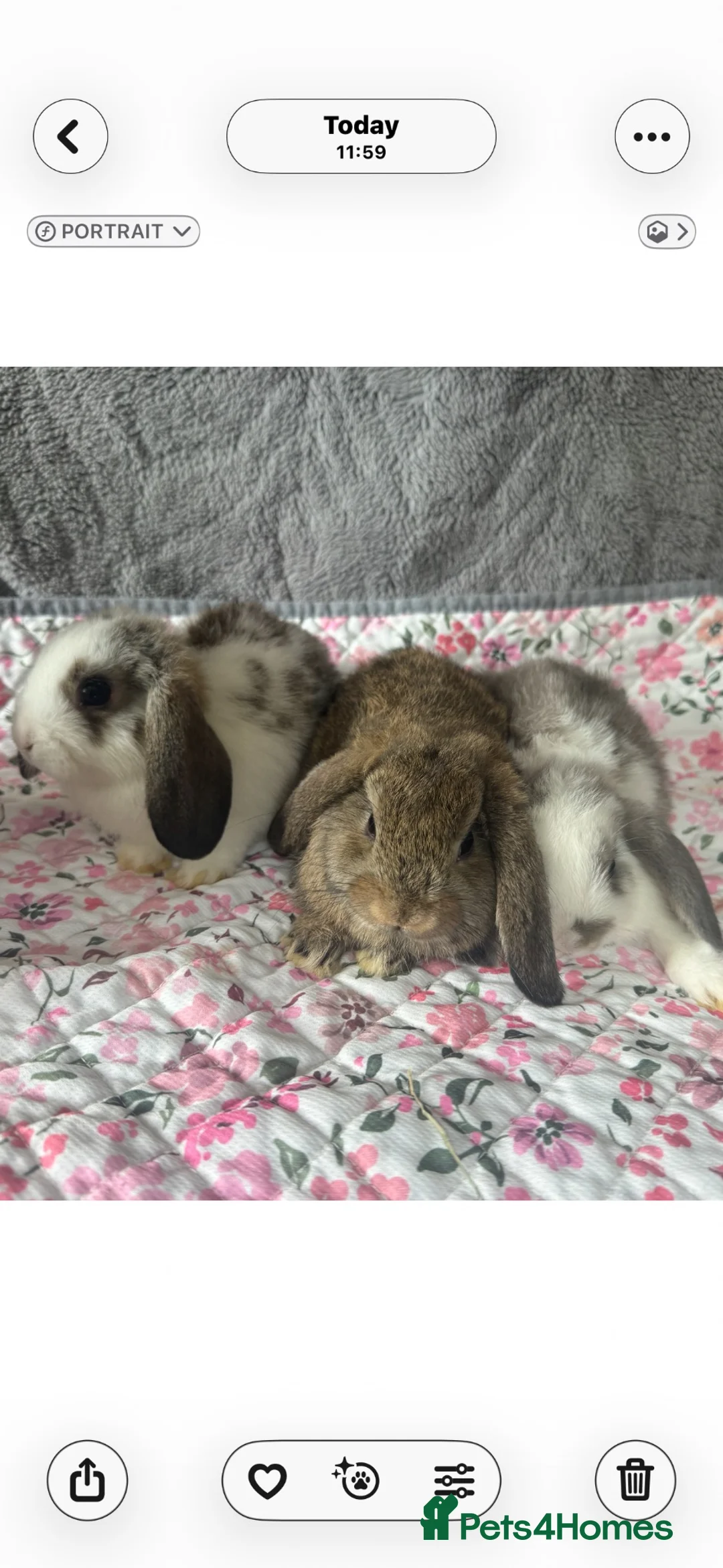 Mixed Breed rabbits for sale: Rabbits - lops  - Advert 6