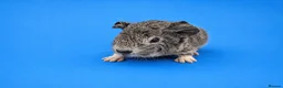 Guinea Pig rodents for sale: Lakeland boar baby - Advert 3