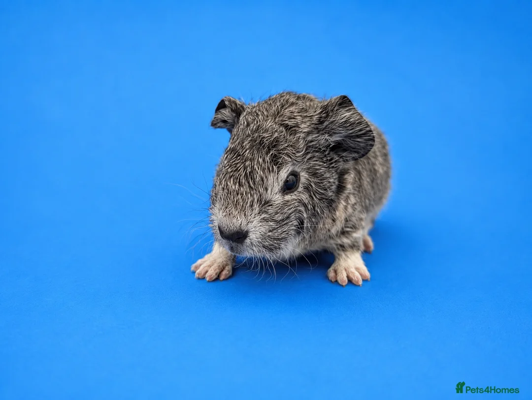 Guinea Pig rodents for sale: Lakeland boar baby - Advert 3