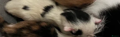 Mixed Breed 1