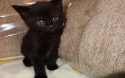 British Shorthair cats for sale: Kittens - Image 9