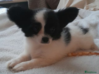 Mixed Breed dogs Adorable chion puppies - Advert 16