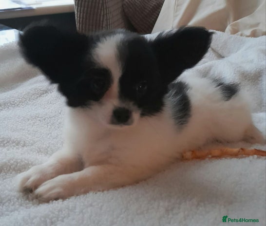 Mixed Breed dogs - Advert 16