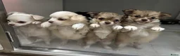 Chihuahua dogs for sale: Beautiful chihuahua pups - Advert 7