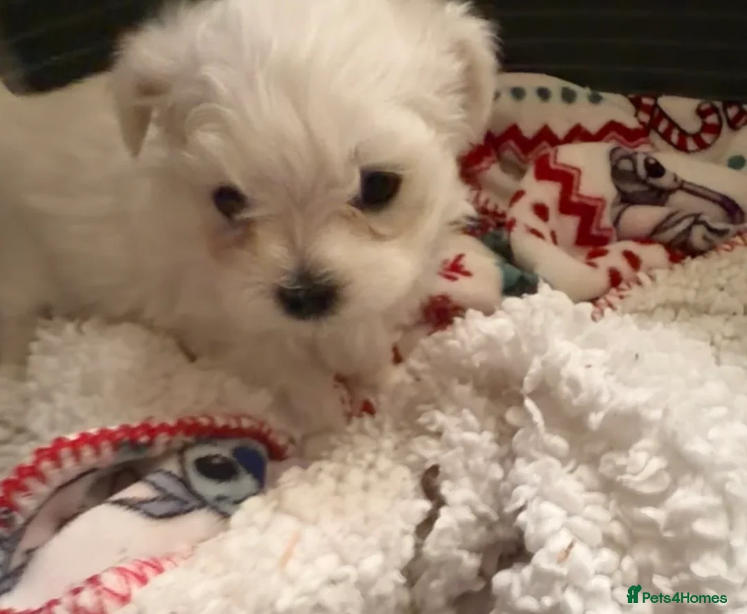 Maltese dogs for sale: 2 girls 1 boy Maltese for sale  - Advert 7