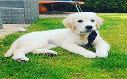 Golden Retriever dogs for sale: Retriever Puppy Looking for Her Forever Home - Image 3