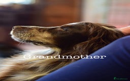 Cocker Spaniel dogs for sale: Sprocker Spaniel puppies  - Advert 7