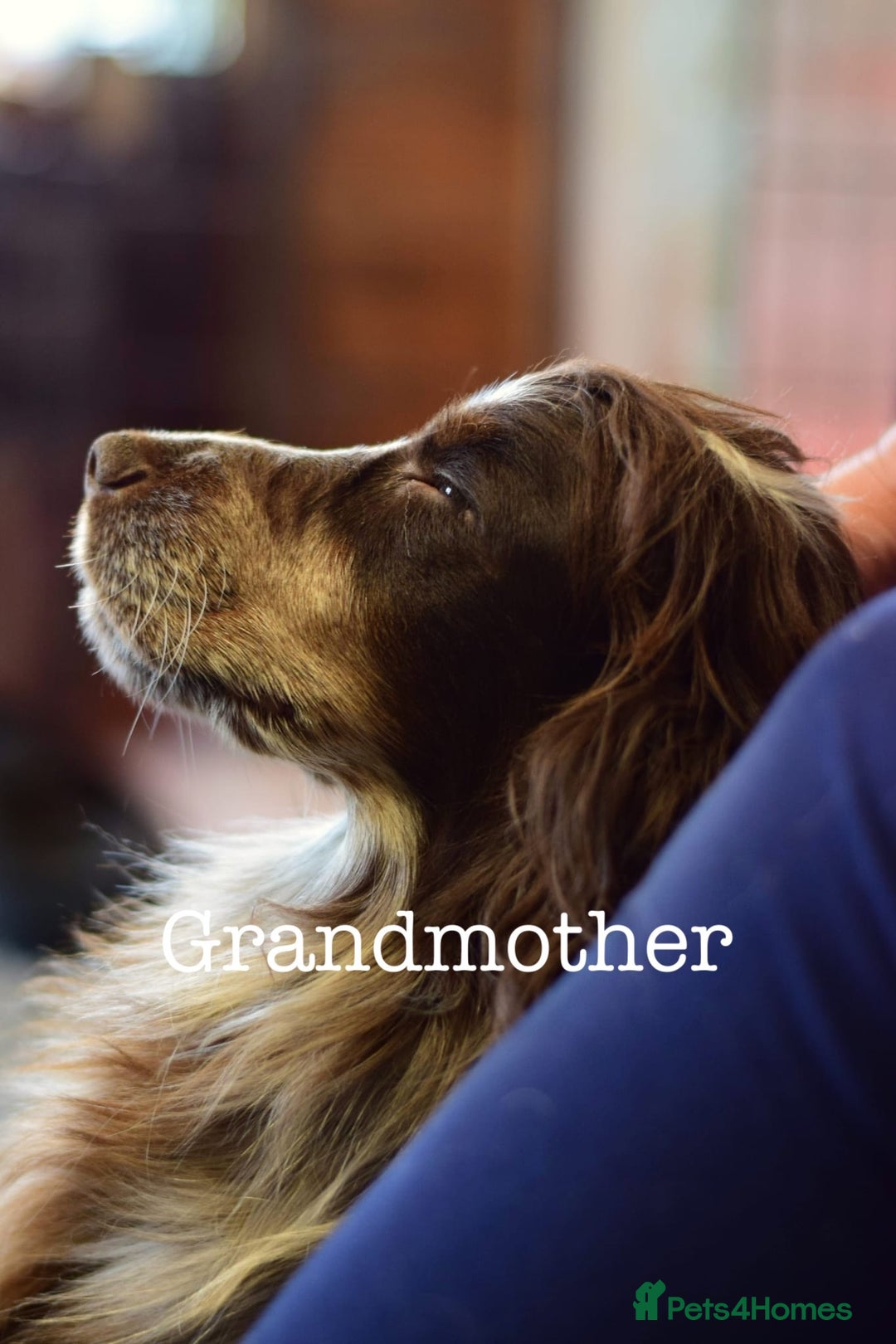 Cocker Spaniel dogs for sale: Sprocker Spaniel puppies  - Advert 7